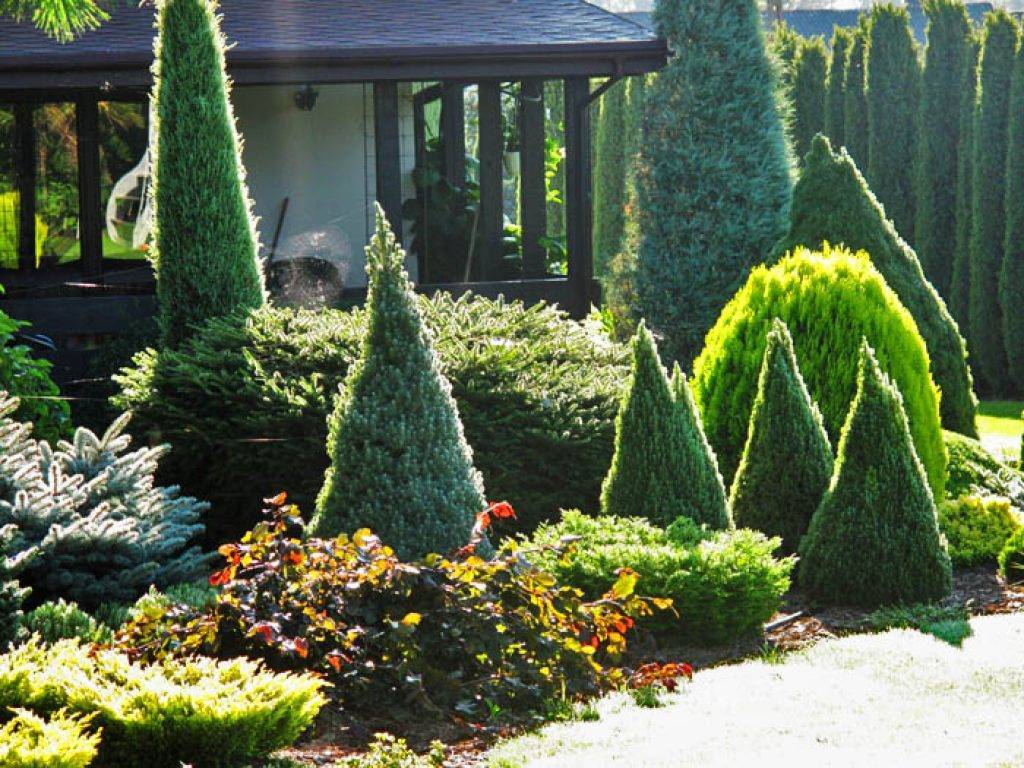 Ель коника в ландшафтном дизайне фото. канадская ель (44 фото): северная красавица в садах умеренных широт
