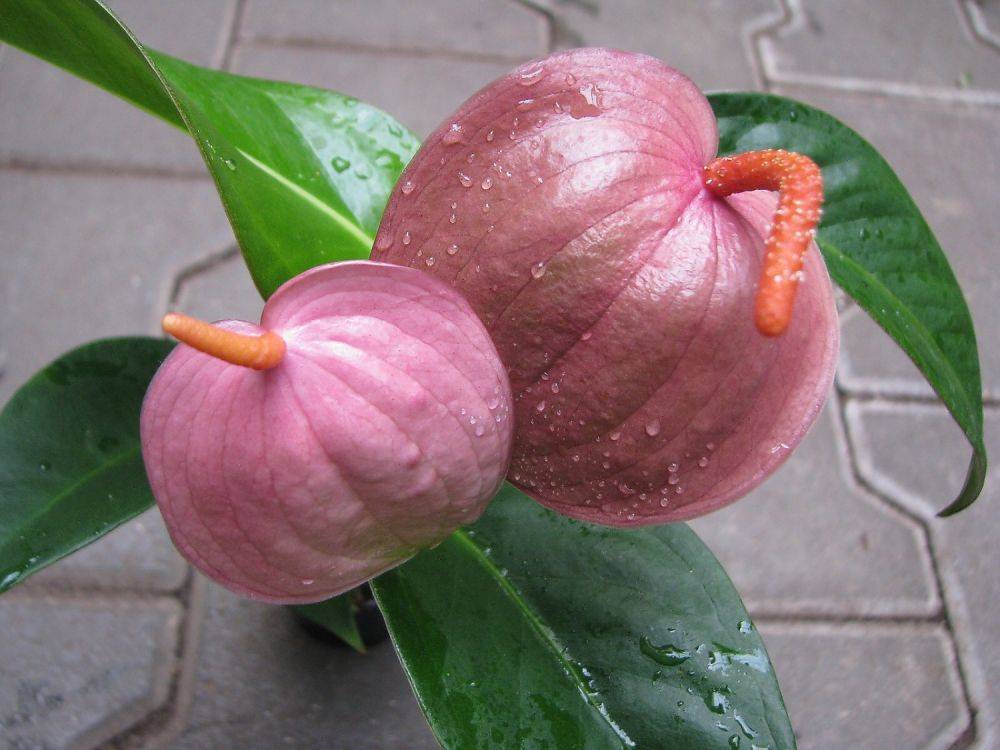 Микс - антуриум вашей мечты. антуриум (60 фото): изящный, страстный и капризный антуриум цветок розовый