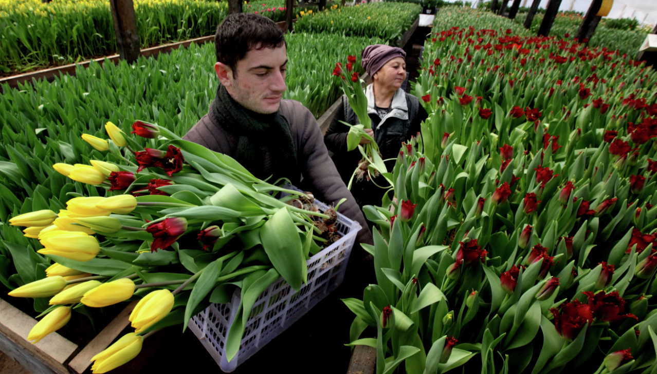Выращивание тюльпанов в домашних условиях на продажу. Выгонка тюльпанов к 8.