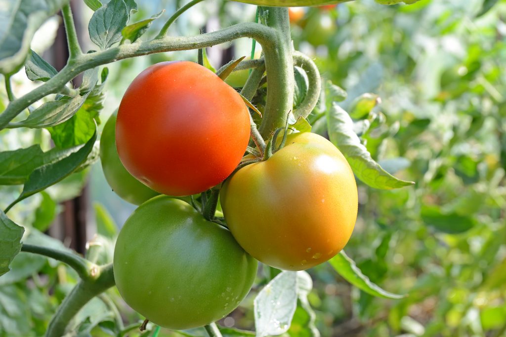 Почему не краснеют помидоры в теплице и в открытом грунте и что делать?