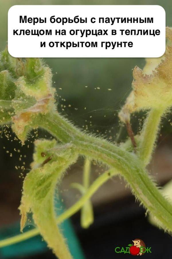 Паутинный клещ на помидорах в теплице фото и их лечение