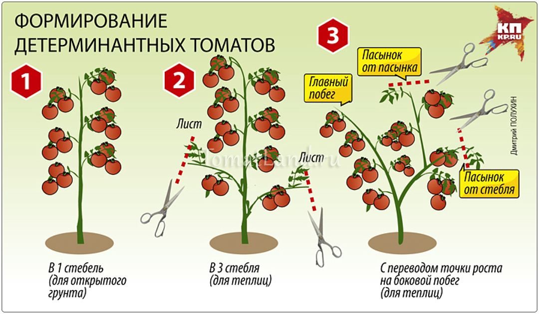 Схема посадки индетерминантных томатов