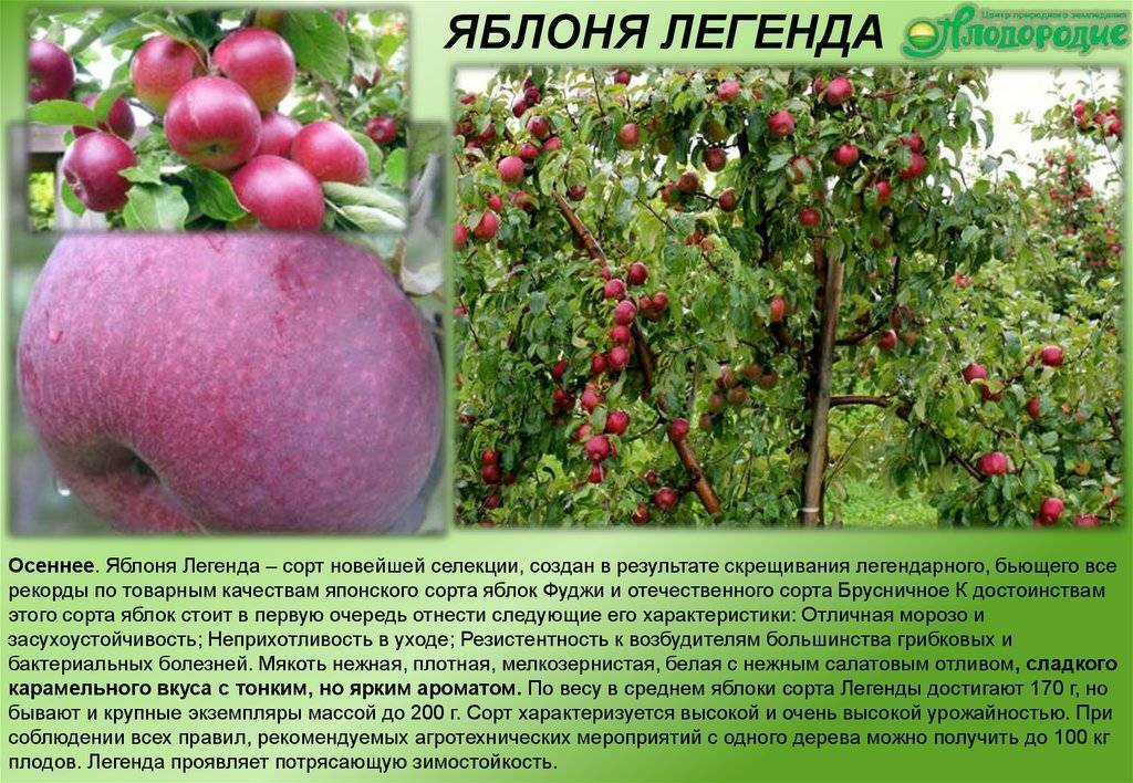 Сорта яблонь с названием и описанием для средней полосы россии