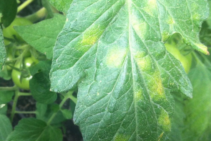 Желтые пятна на листьях помидор: причины появления, что делать