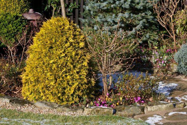 Хвойный красавец в саду - можжевельник (60 фото): посадка и уход за растением - happymodern.ru
