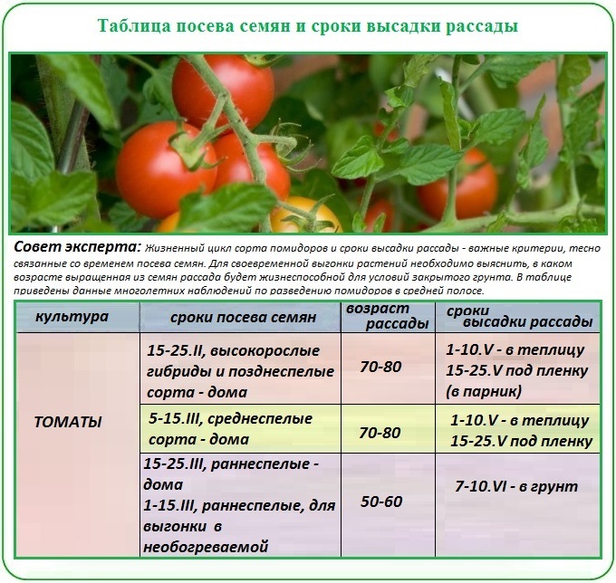 Высадка рассады помидоров в теплицу и открытый грунт: сроки, общие правила и отличия