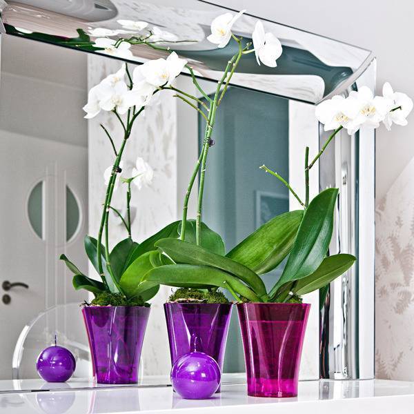 Как правильно подойти к выбору горшка для орхидеи? советы опытных цветоводов