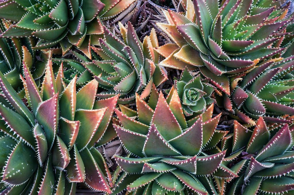 Суккуленты (50 фото): чудные растения, привыкшие к засухе