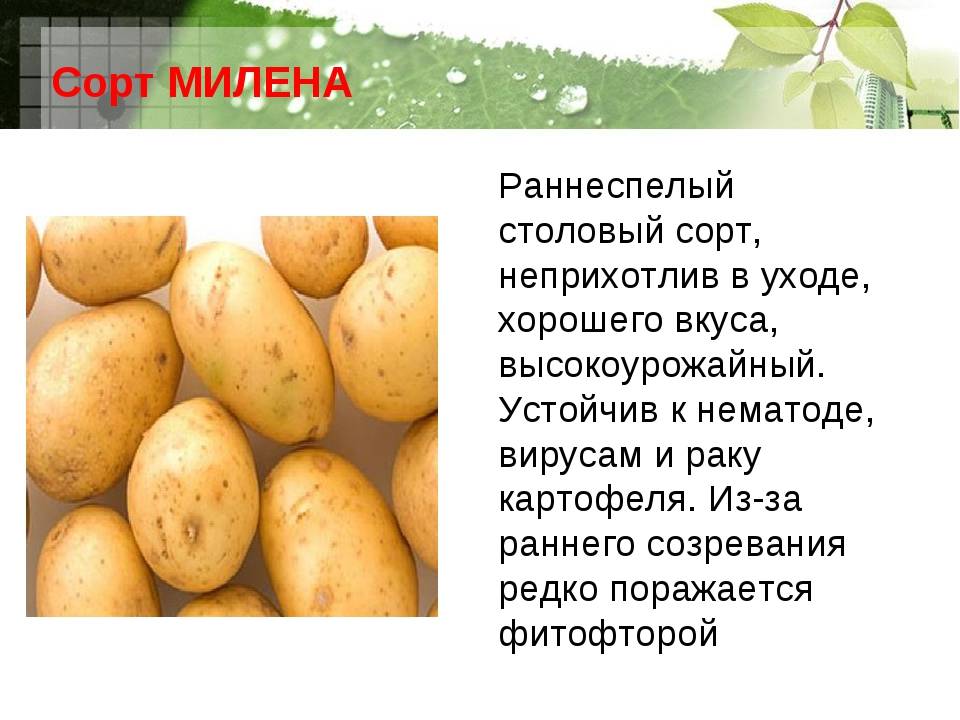 Описание сорта картофеля красавчик