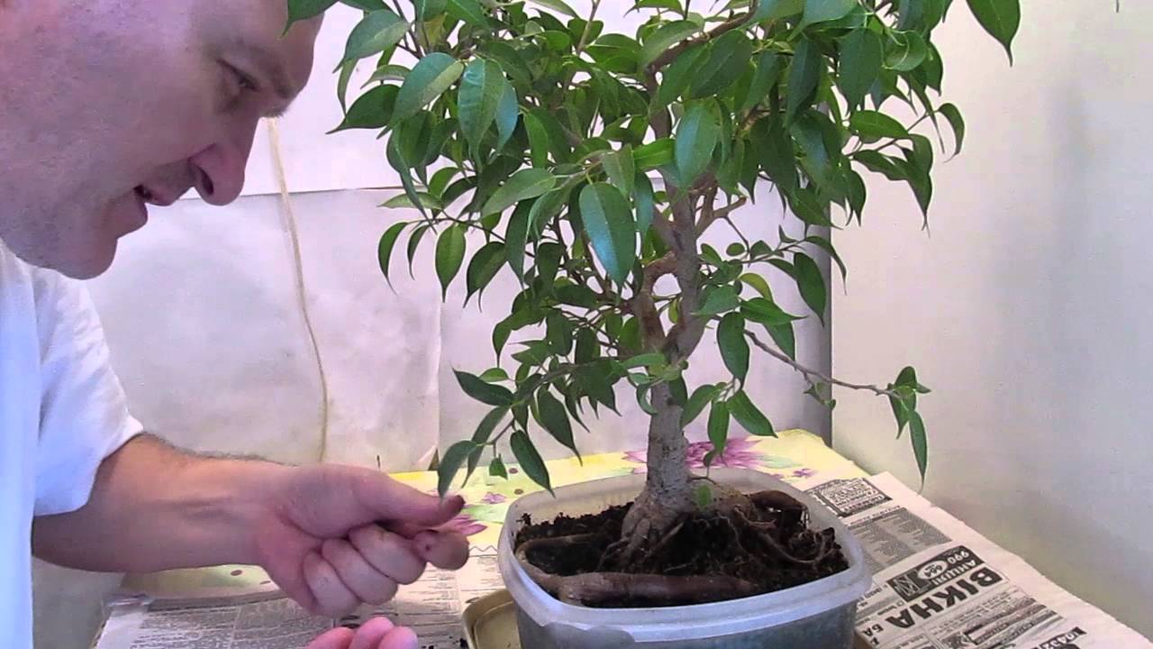 Как вырастить миниатюрное дерево бонсай у себя дома