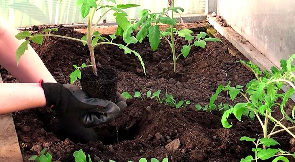 Как сажать помидоры в теплице чтобы был большой урожай: схема посадки