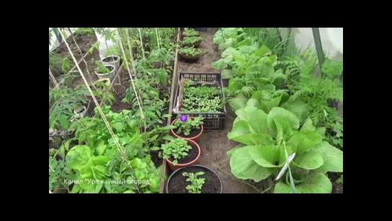 Что посадить вместе с огурцами в теплице: совместимость с другими овощам