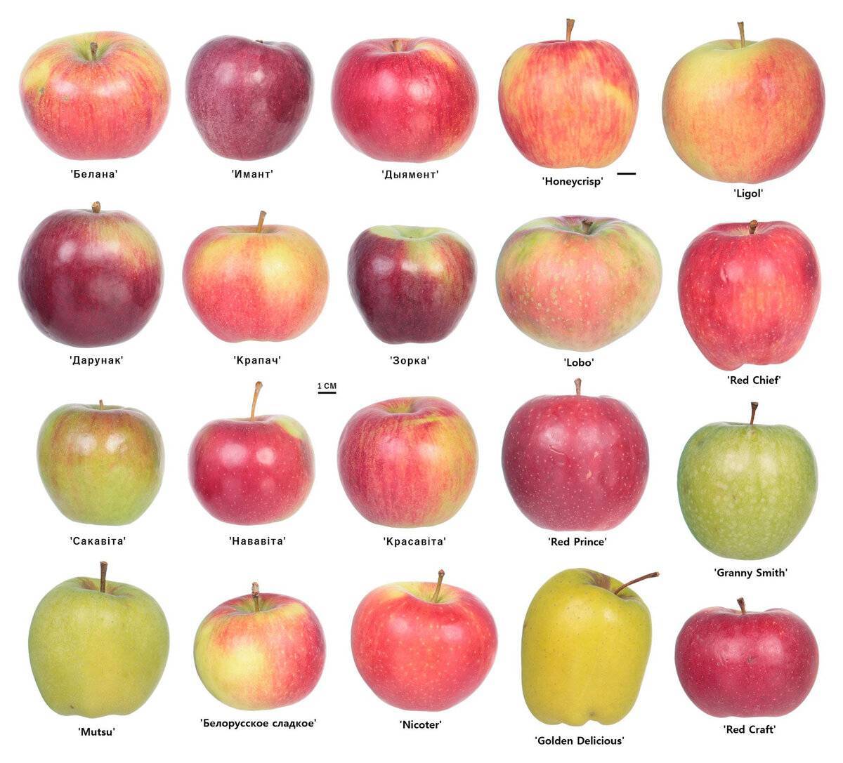 Фото сортов яблони с названием и описанием для средней полосы россии – лучшие летние и зимние виды