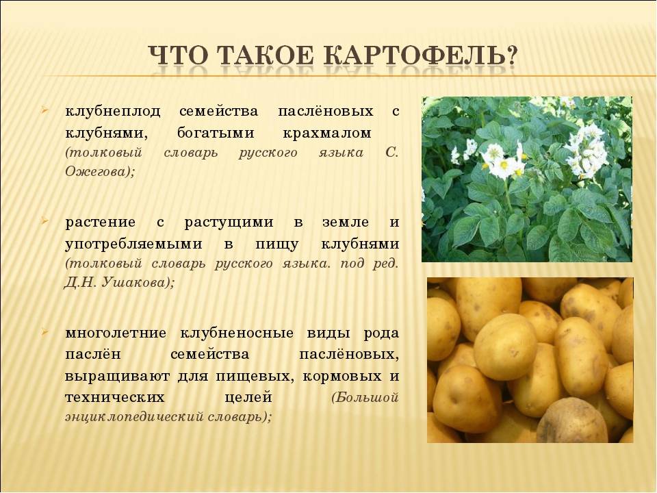 ᐉ сорта картофеля для западно-сибирского региона: список