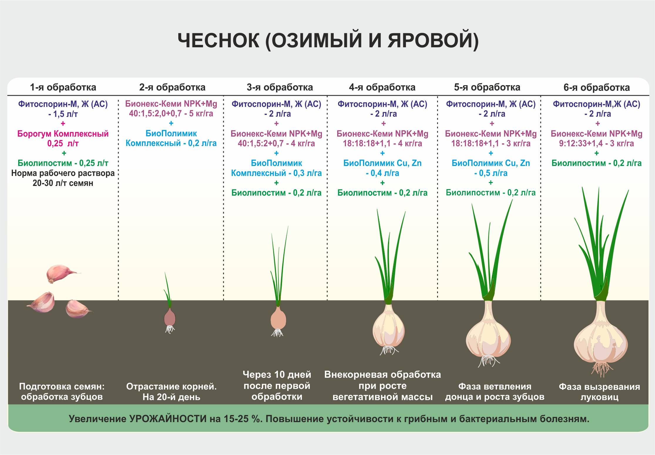 Схема посадки репки