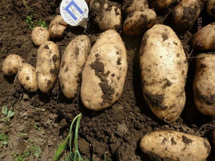 ᐉ сорт картофеля «лапоть» – описание и фото - roza-zanoza.ru