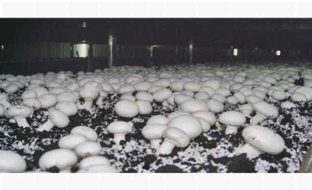 Выращивание грибов как бизнес – оборудование, технология и бизнес-план по выращиванию шампиньонов, белых грибов, вешенок