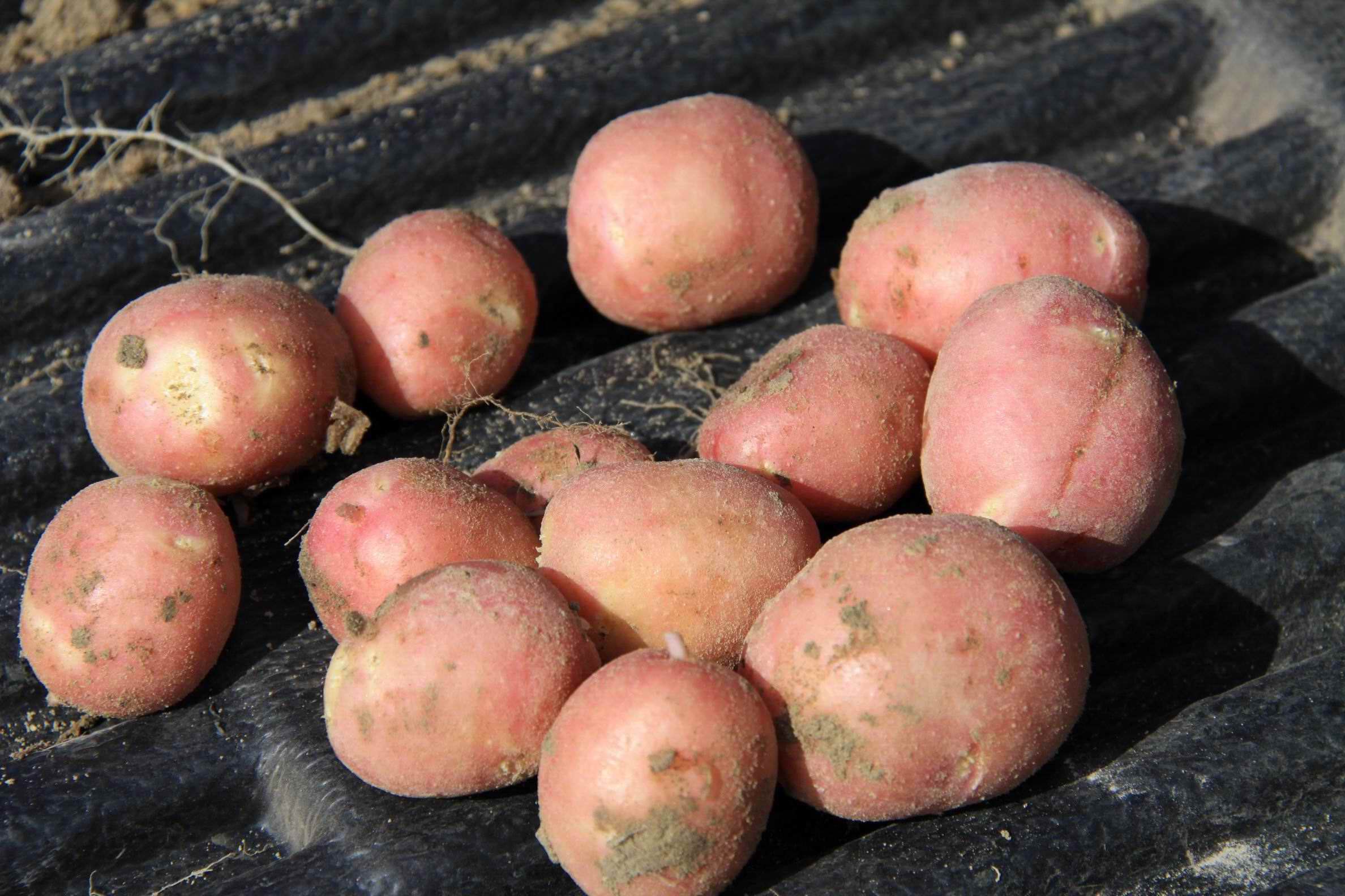 Картофель ред скарлет: описание сорта, выращивание, плюсы, минусы и отзывы огородников