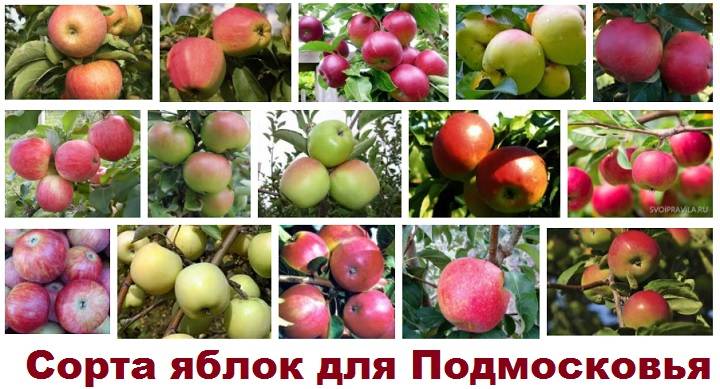 Сорта яблонь для подмосковья с фото и описанием: какие районированные деревья лучше посадить на даче в московской области | tele4n.net