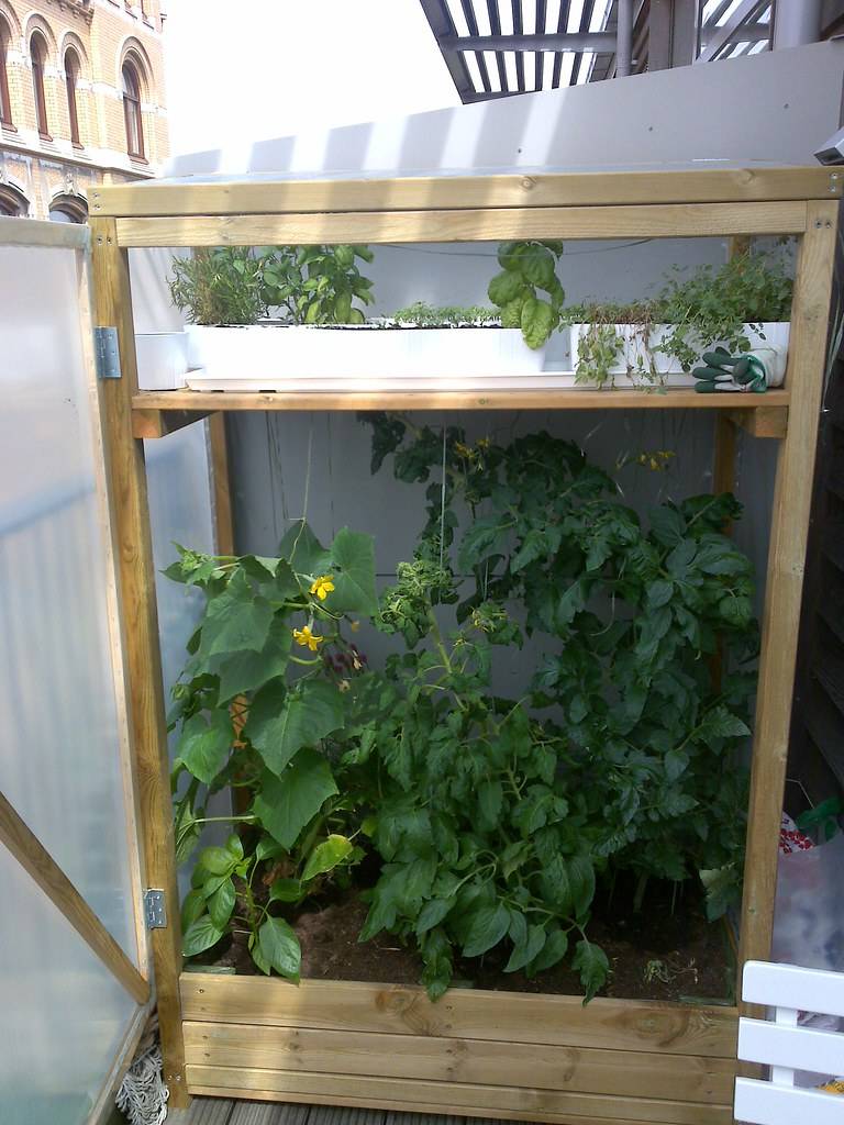 Теплица или парник на балконе: выращиваем баклажаны, брокколи, рукколу, шпинат