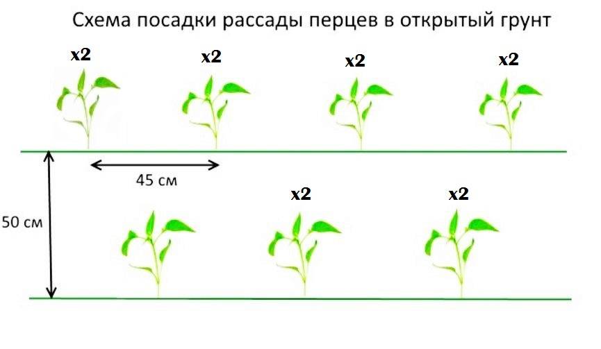 Особенности выращивания огурцов в теплицах