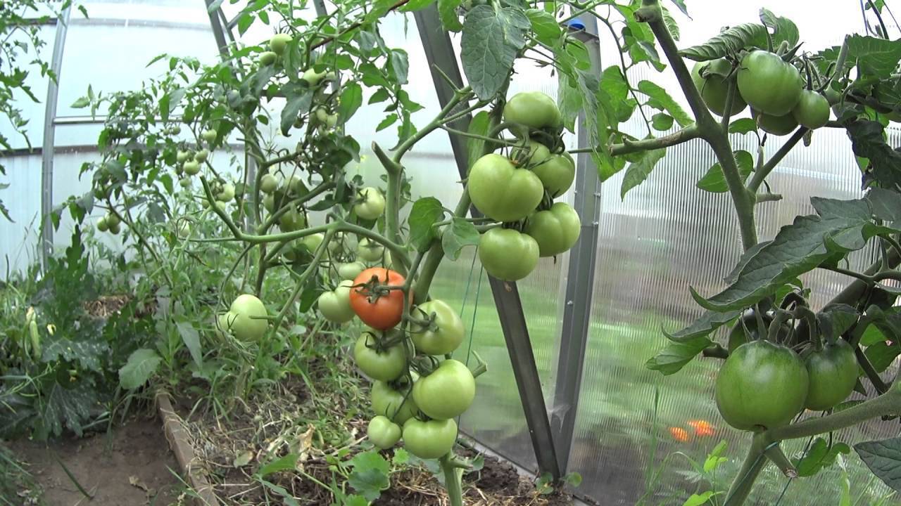 Что делать, чтобы помидоры быстрее спели, как ускорить созревание
