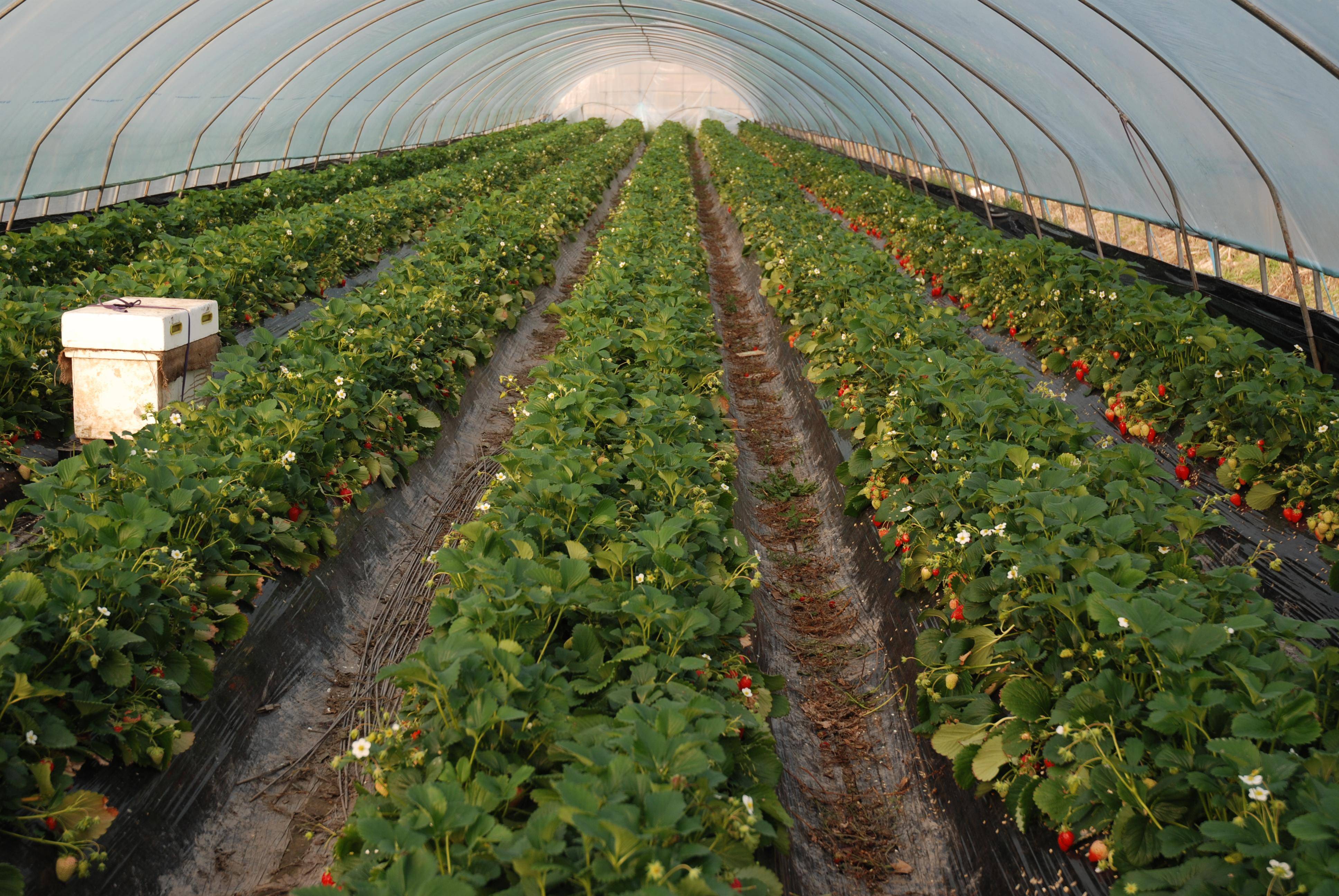 Как должно проводиться выращивание клубники в теплице круглый год: советы начинающим