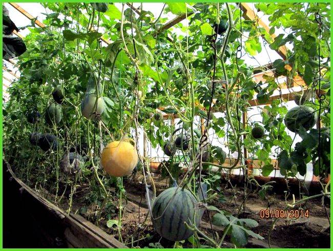 Технология и секреты выращивания арбузов в подмосковье в теплице и условиях открытого грунта