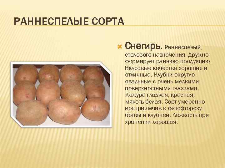 Описание и правила выращивания сорта картофеля скарб + фото