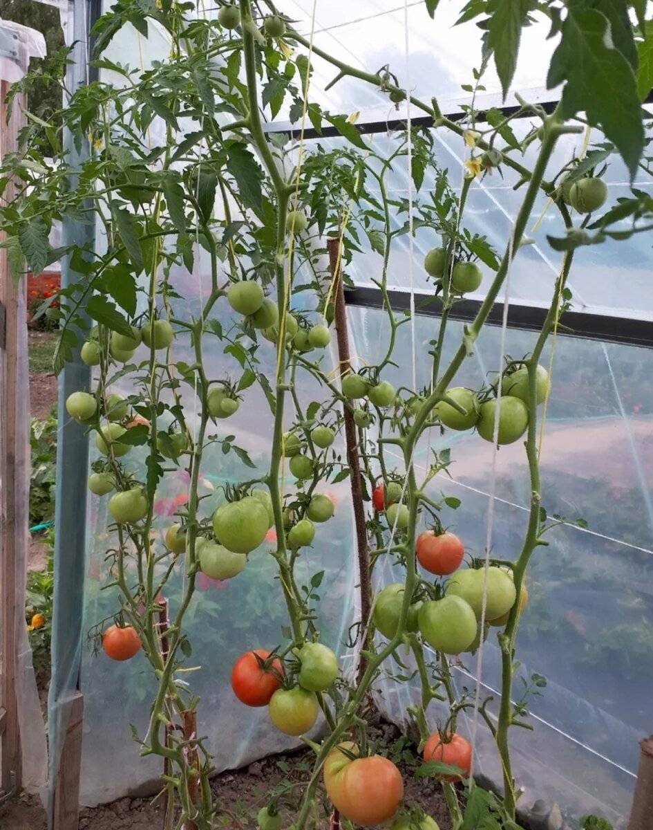 Нужно ли обрывать нижние листья у томатов? когда и как правильно это делать? фото — ботаничка