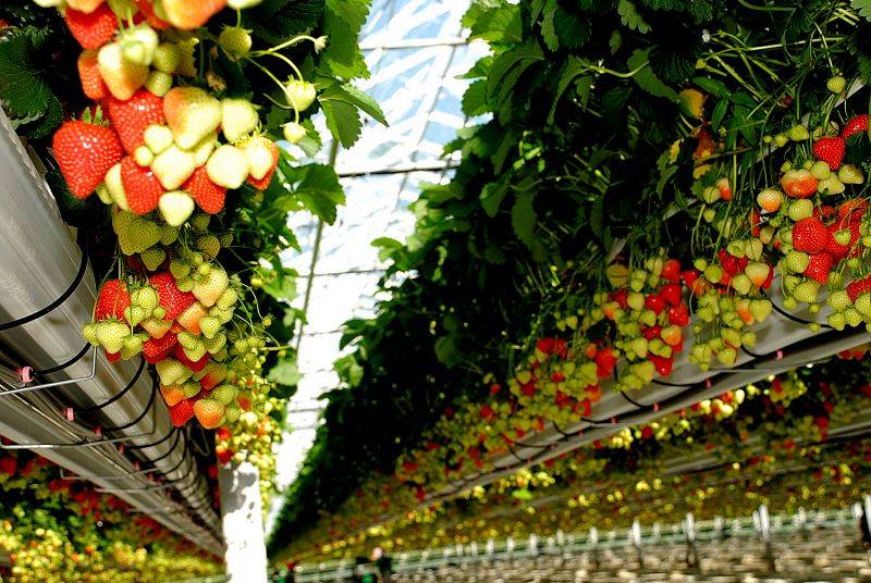 Выращивание клубники в теплице круглый год - технология голландская и русская