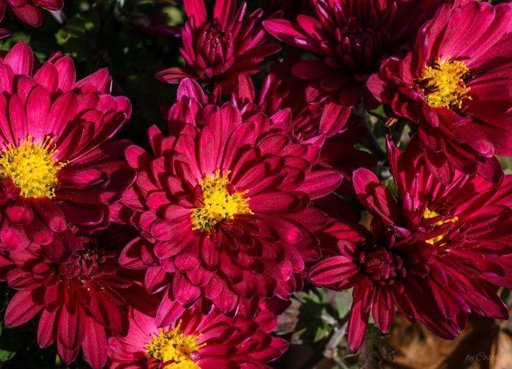 Хризантема садовая многолетняя — посадка и уход, фото цветов