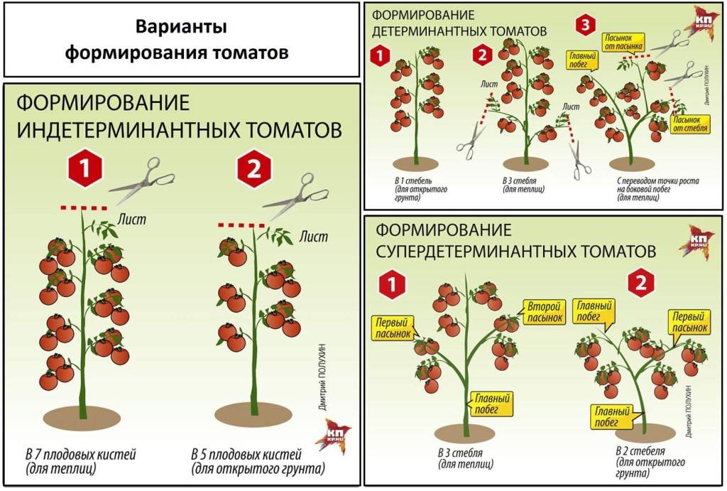 Детерминантный сорт томатов: особенности ухода в теплице и открытом грунте