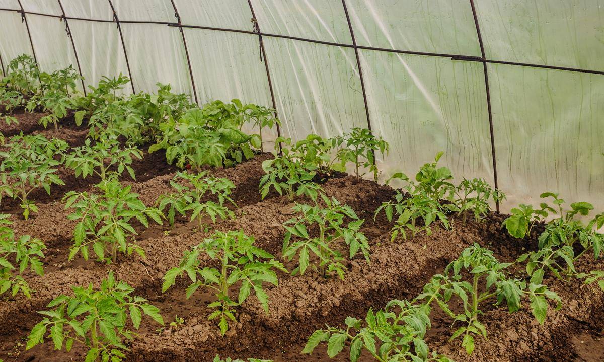 Когда высаживать помидоры в теплицу: как высадить и обрывать, собирать во время плодоношения, рассаду снимать