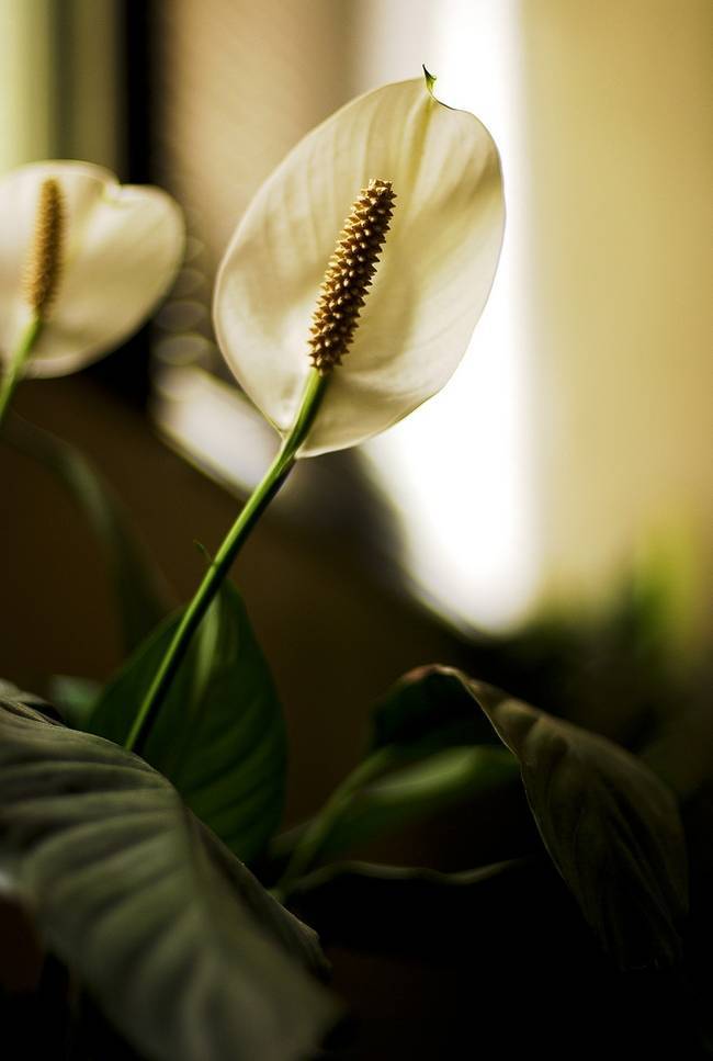 Спатифиллум (43 фото) – виды и сорта цветка женское счастье с названиями и описанием