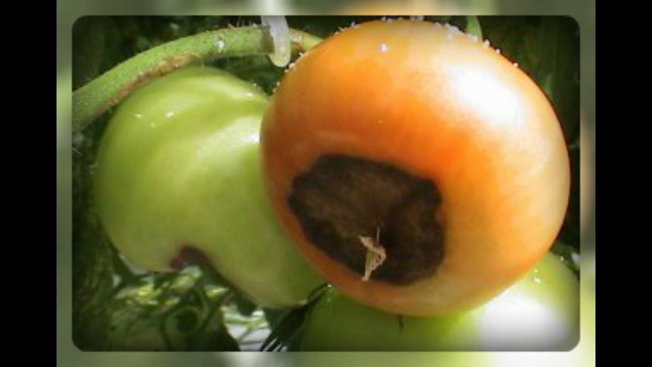 Гниют помидоры в теплице: возможные причины и их устранение
