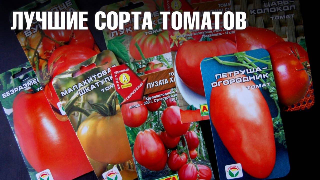 Выращивание помидор на урале в теплице