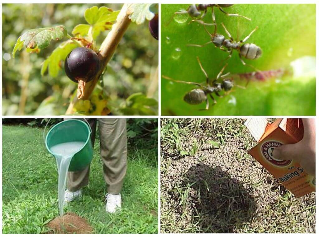 Топ-9 способов борьбы с муравьями на садовом участке +отзывы
