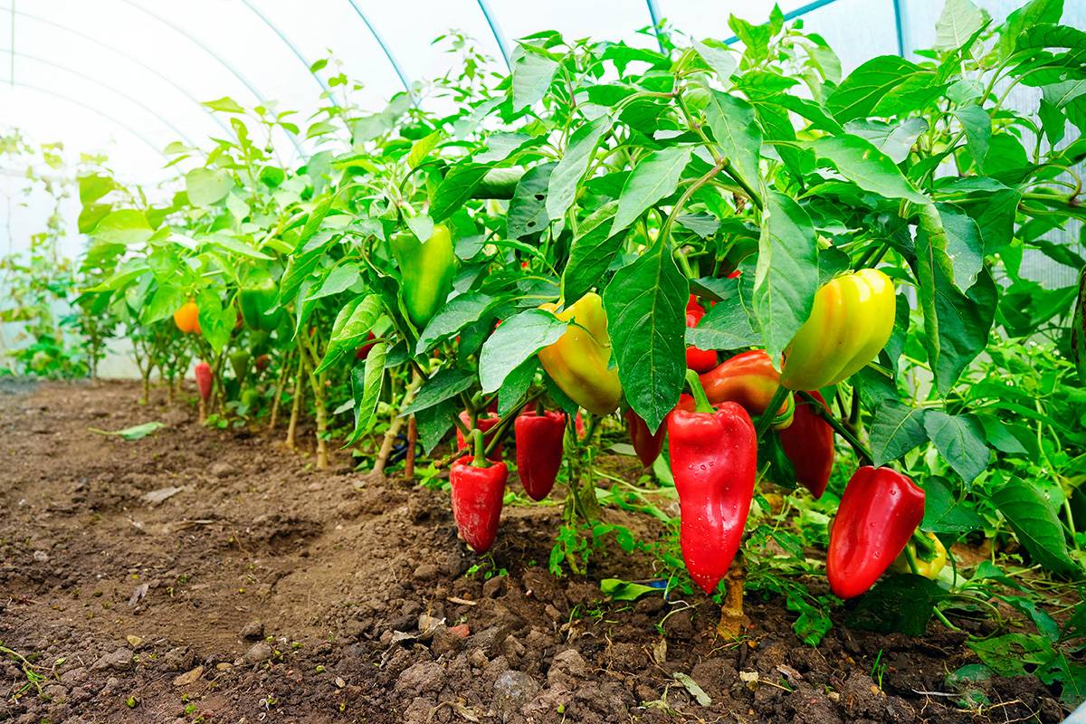 Выращивание сладкого перца в открытом грунте. Перец паприка рассада. Перца Capsicum annuum. Сорт перца болгарского паприка. Болгарские перцы тепличные.