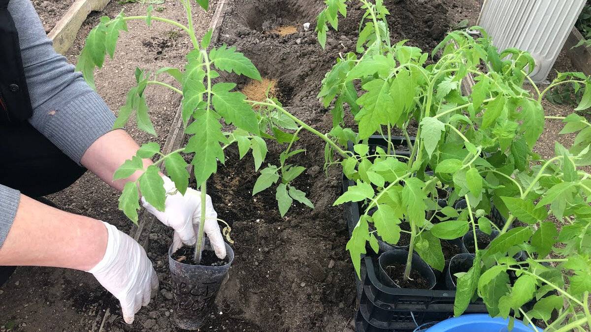 Как высадить помидоры в теплицу правильно пошагово фото
