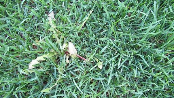 Газонная трава, которая уничтожает сорняки: посадка и уход