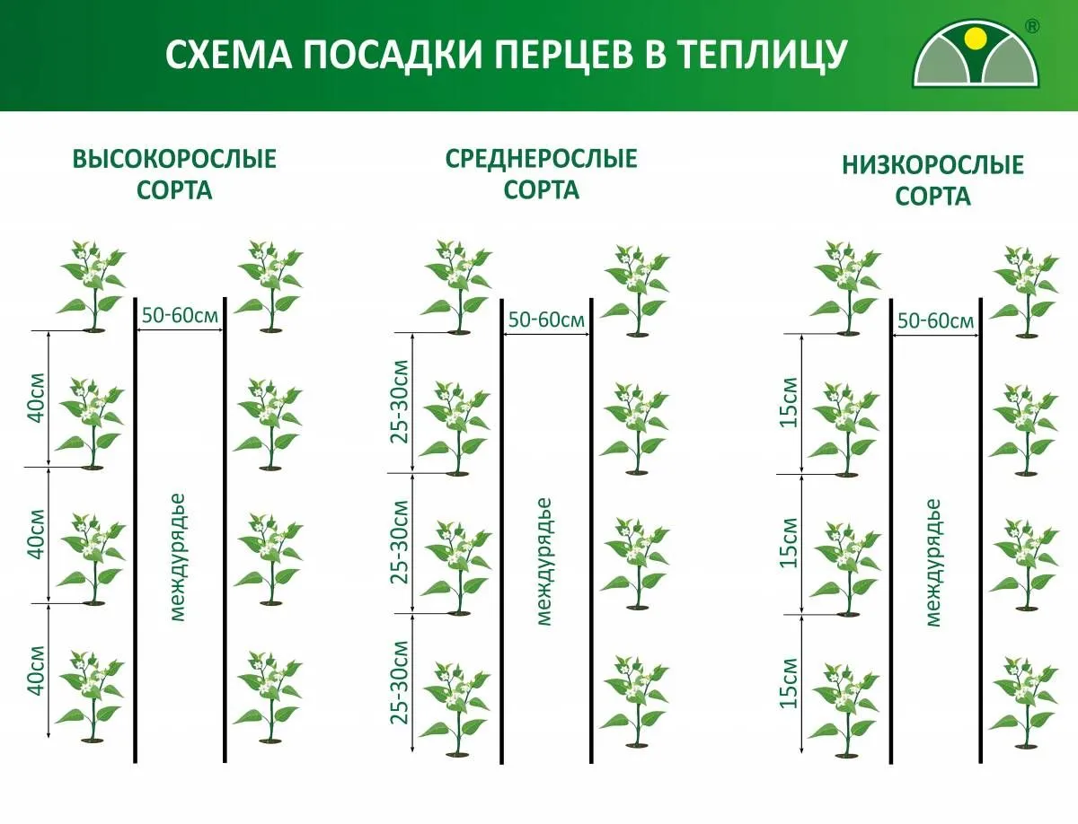 Схема рассадки помидоров