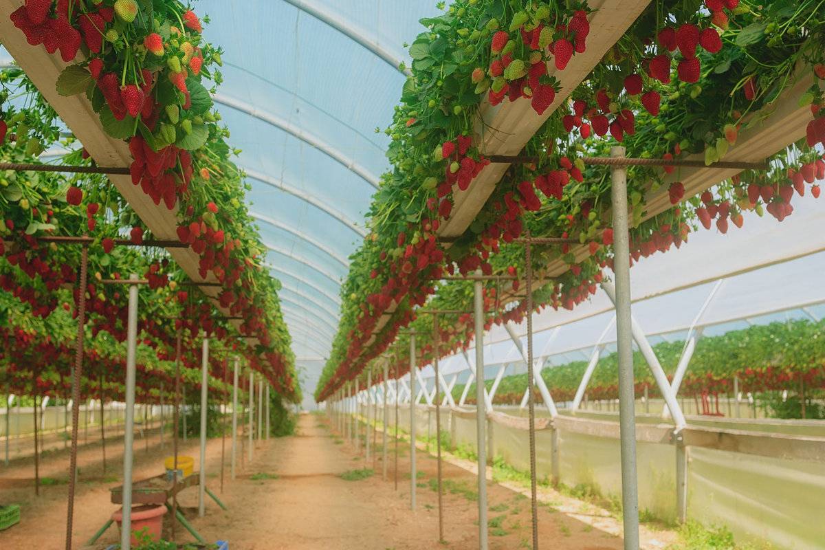 Выращивание клубники в теплице круглый год: технология, сорта
