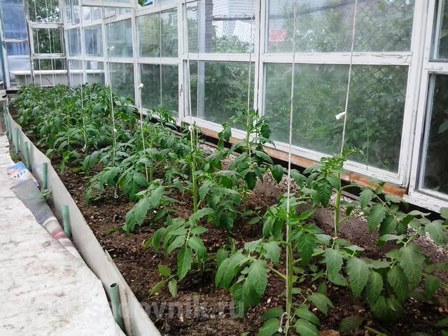 Как сажать помидоры в теплице | огородник