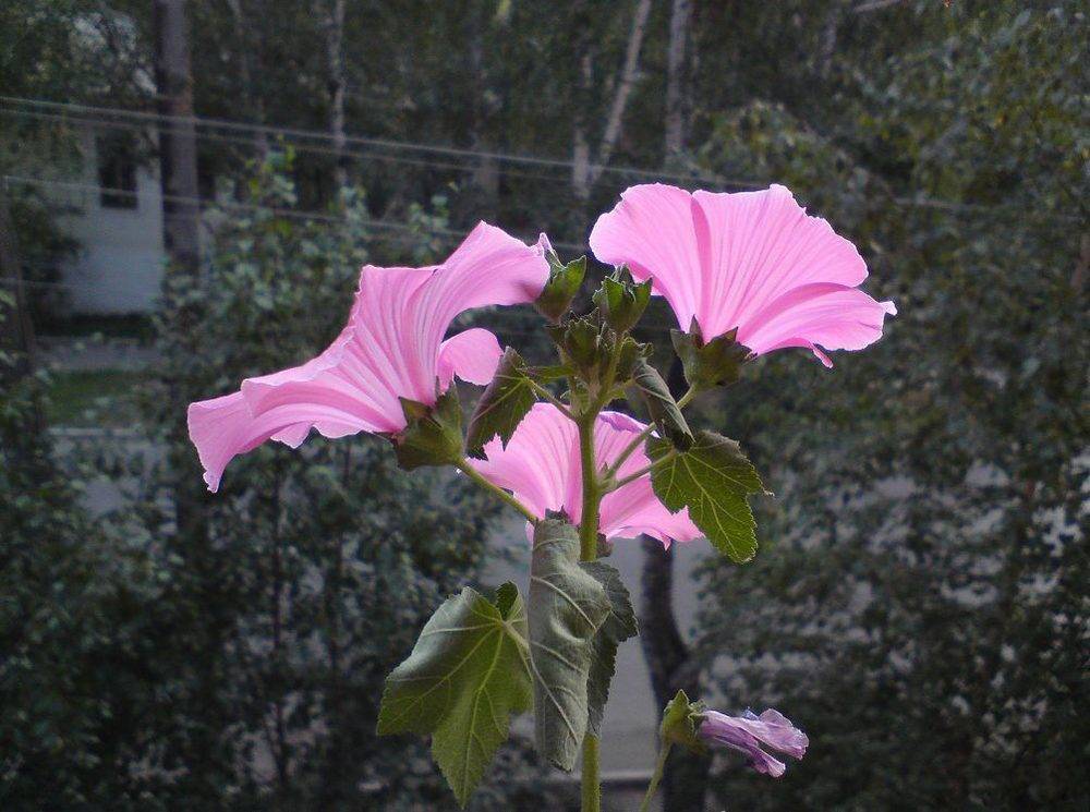 Неприхотливый и красивый цветок для посева на дачу - лаватера, хатьма или собачья роза