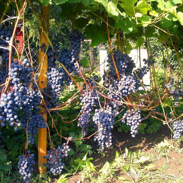 Неукрывные сорта винограда для подмосковья: описание, уход :: syl.ru
