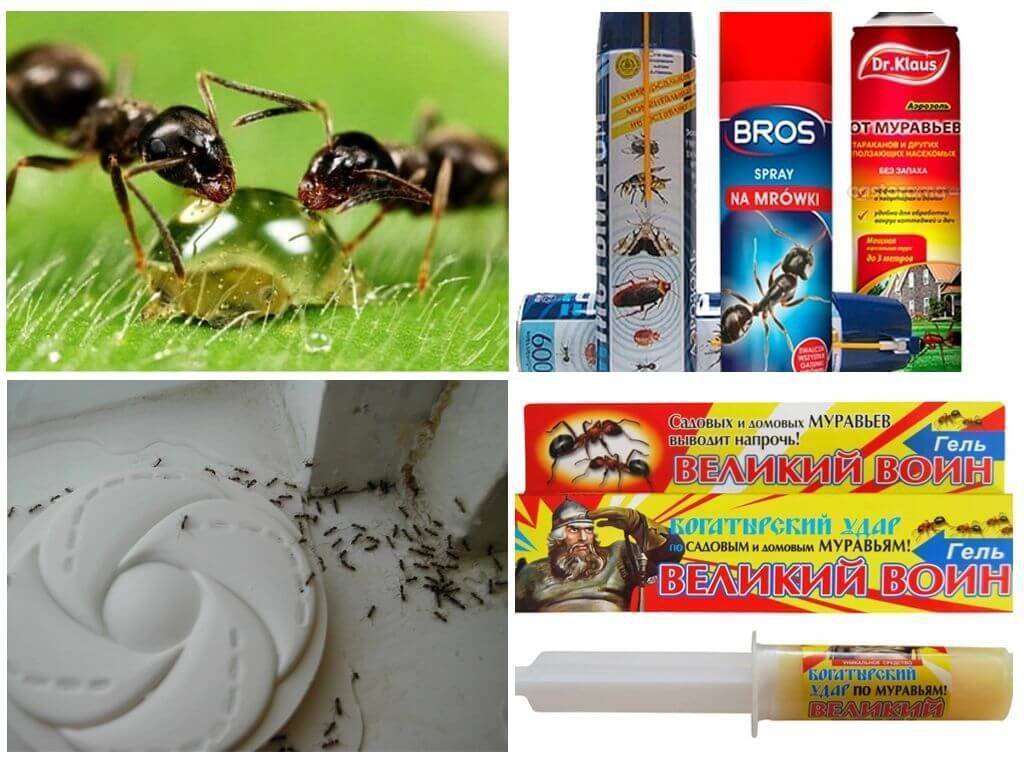 Как избавиться от муравьёв: обзор различных методов борьбы