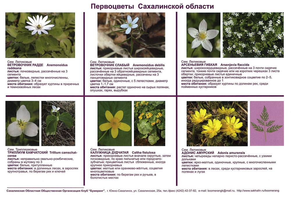 Лекарственные первоцветы фото с названиями и описанием
