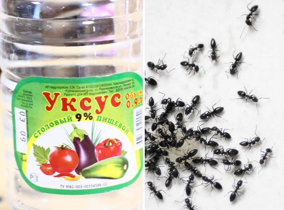 20 способов, как избавиться от муравьев в доме и квартире
