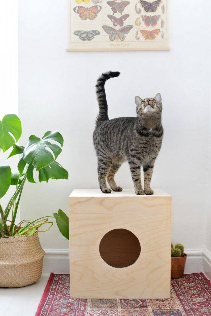Домик для кошки своими руками: варианты, чертежи, размеры, каноны изготовления - сделай сам - медиаплатформа миртесен